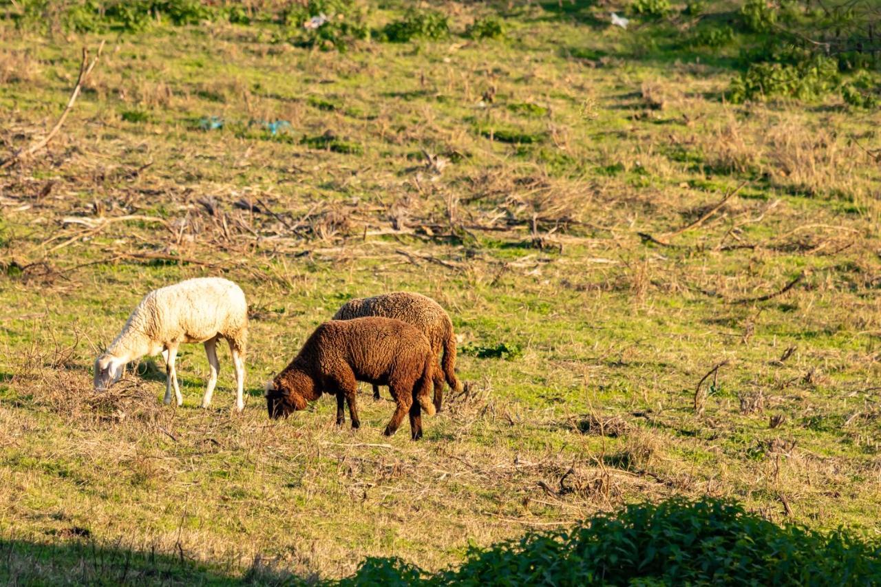 Farm stay Alzira Seia